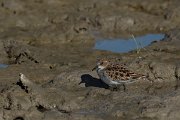 DPPhotography - Mallorca - Little stint - P