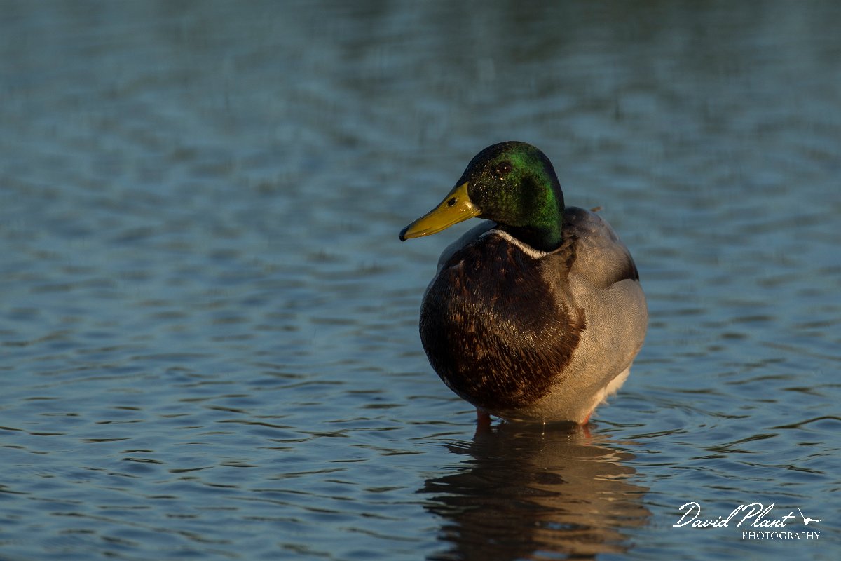 DPPhotography - Mallorca - Mallard - C.jpg - Mallard - s'Albufera, Mallorca