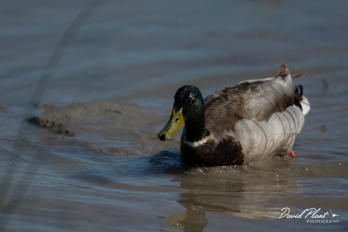 DPPhotography - Mallorca - Mallard - D.jpg - Mallard - s'Albufera, Mallorca