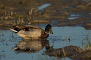 DPPhotography - Mallorca - Mallard - A