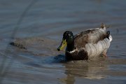 DPPhotography - Mallorca - Mallard - D