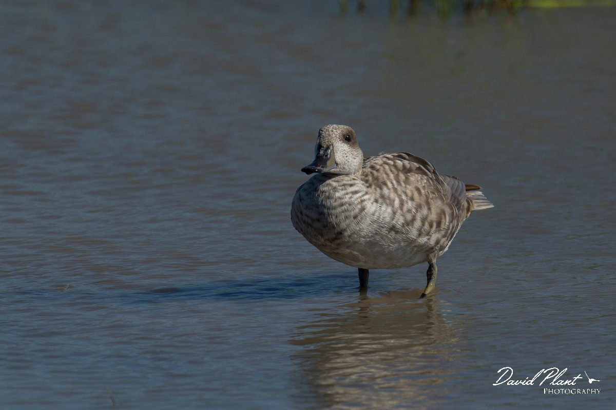 DPPhotography - Mallorca - Marbled duck - U.jpg - Marbled duck - s'Albufera, Mallorca