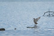 DPPhotography - Mallorca - Marbled duck - A