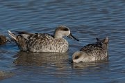 DPPhotography - Mallorca - Marbled duck - Q