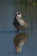 DPPhotography - Mallorca - Marbled duck - V