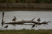 DPPhotography - Mallorca - Marbled duck - Y