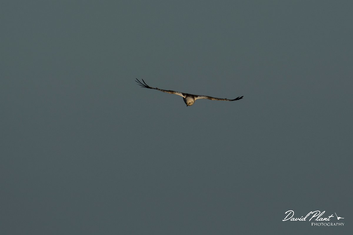 DPPhotography - Mallorca - Marsh harrier - C.jpg - Marsh harrier - s'Albufera, Mallorca