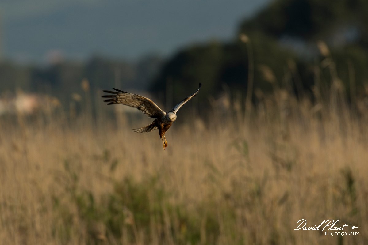 DPPhotography - Mallorca - Marsh harrier - E.jpg - Marsh harrier - s'Albufera, Mallorca
