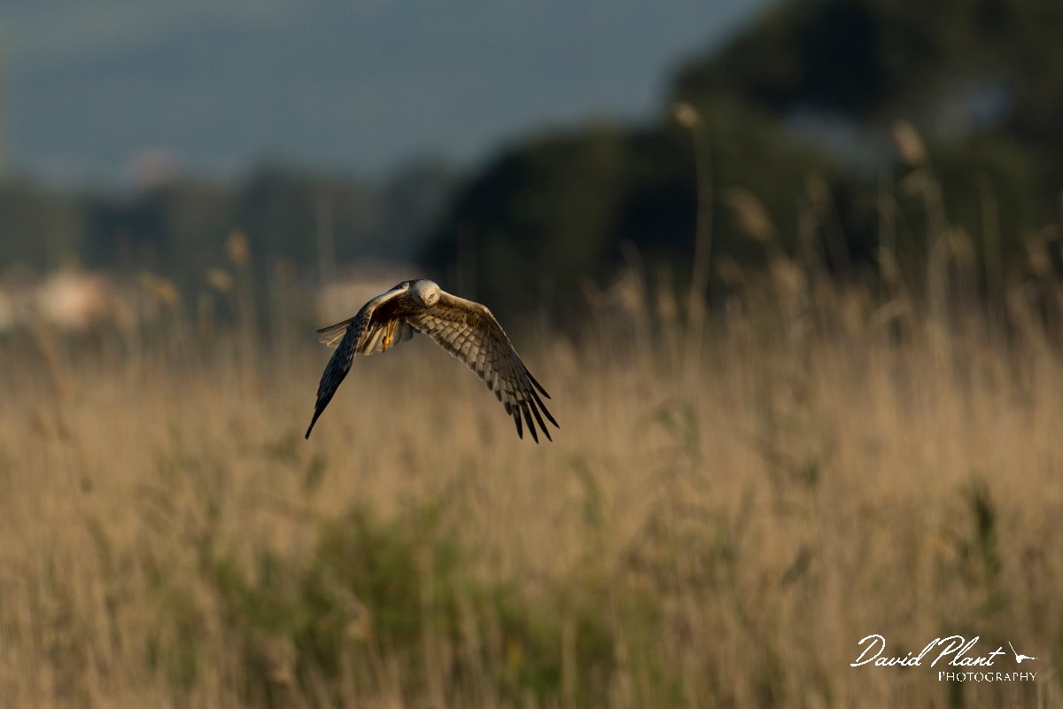 DPPhotography - Mallorca - Marsh harrier - F.jpg - Marsh harrier - s'Albufera, Mallorca