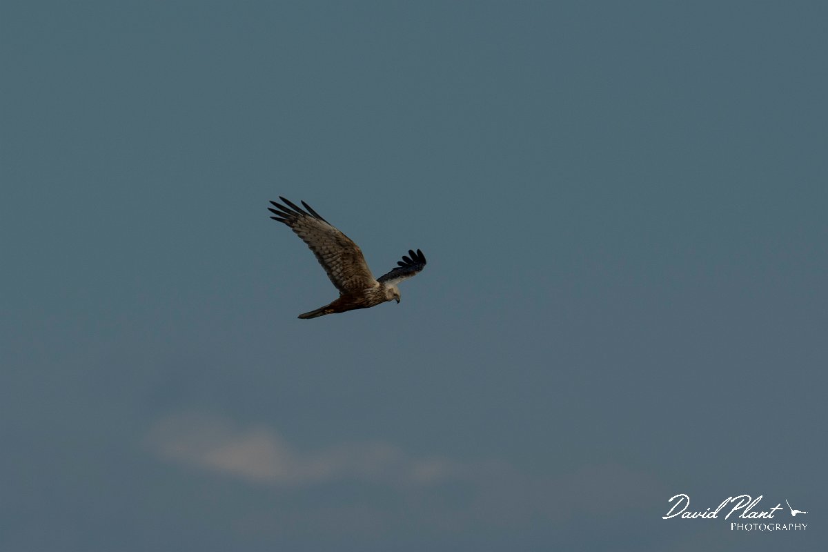 DPPhotography - Mallorca - Marsh harrier - J.jpg - Marsh harrier - s'Albufera, Mallorca