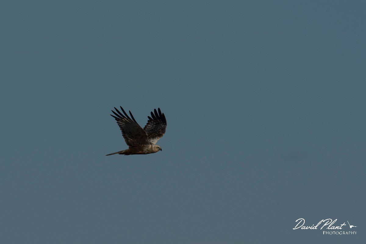 DPPhotography - Mallorca - Marsh harrier - L.jpg - Marsh harrier - s'Albufera, Mallorca