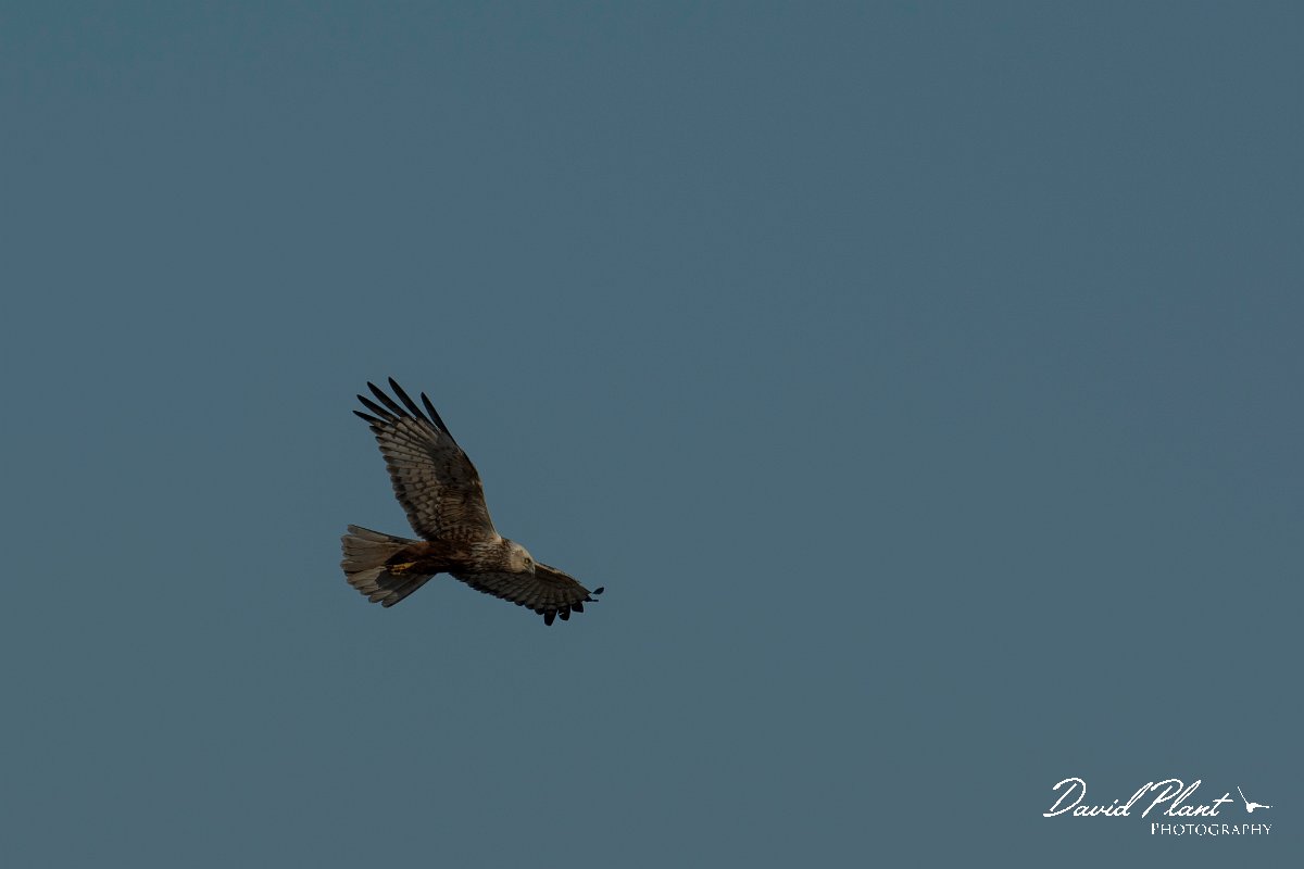 DPPhotography - Mallorca - Marsh harrier - M.jpg - Marsh harrier - s'Albufera, Mallorca