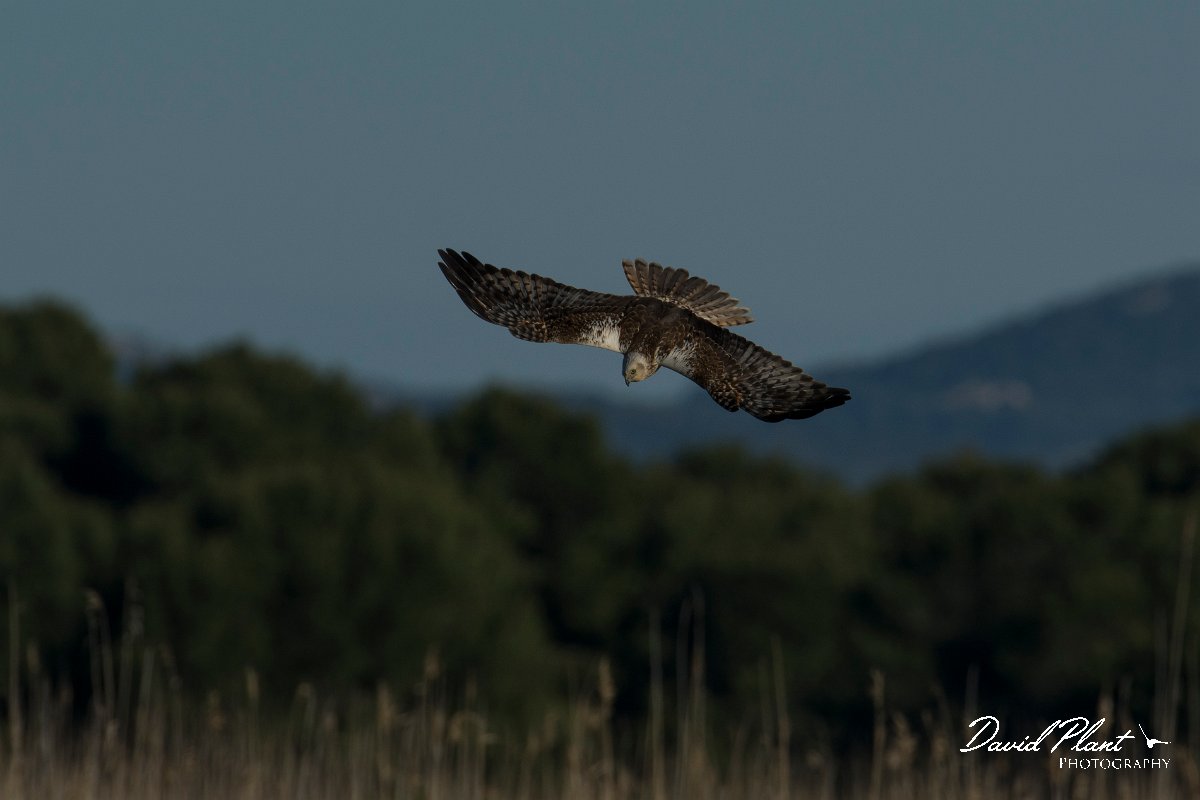 DPPhotography - Mallorca - Marsh harrier - N.jpg - Marsh harrier - s'Albufera, Mallorca