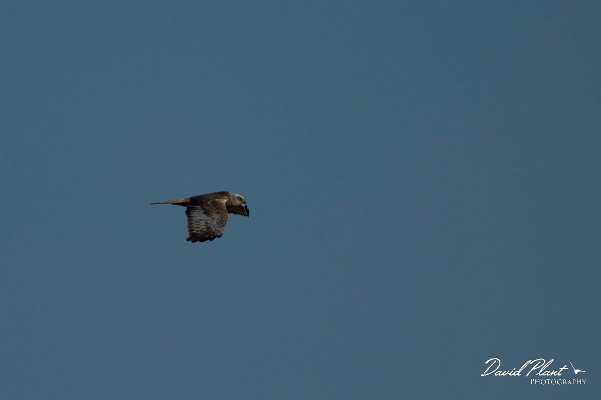 DPPhotography - Mallorca - Marsh harrier - P.jpg - Marsh harrier - s'Albufera, Mallorca