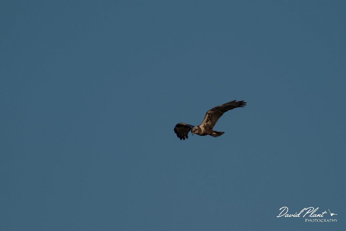 DPPhotography - Mallorca - Marsh harrier - R.jpg - Marsh harrier - s'Albufera, Mallorca