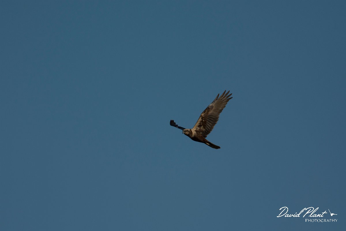 DPPhotography - Mallorca - Marsh harrier - S.jpg - Marsh harrier - s'Albufera, Mallorca