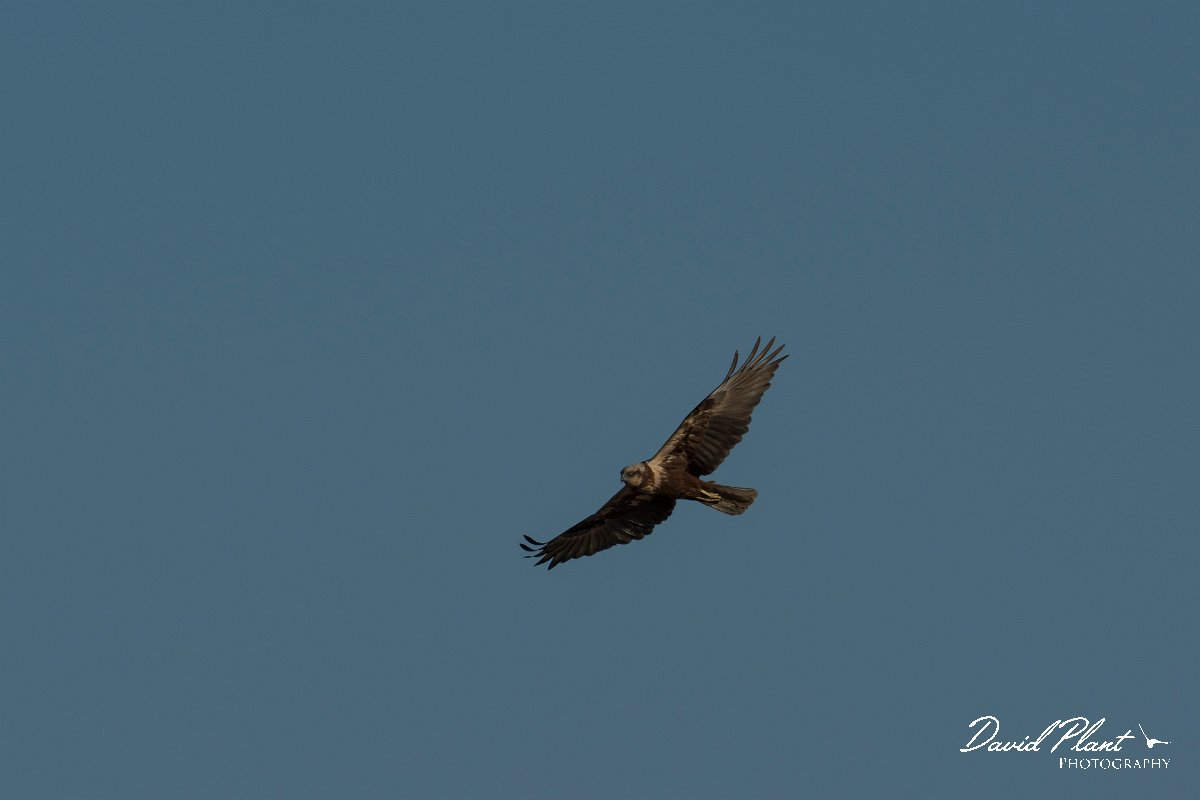 DPPhotography - Mallorca - Marsh harrier - V.jpg - Marsh harrier - s'Albufera, Mallorca