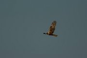 DPPhotography - Mallorca - Marsh harrier - B