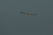 DPPhotography - Mallorca - Marsh harrier - C