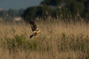 DPPhotography - Mallorca - Marsh harrier - D