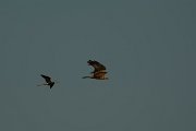 DPPhotography - Mallorca - Marsh harrier - H
