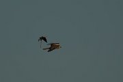 DPPhotography - Mallorca - Marsh harrier - I