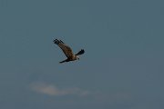 DPPhotography - Mallorca - Marsh harrier - J