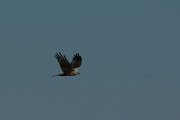 DPPhotography - Mallorca - Marsh harrier - L