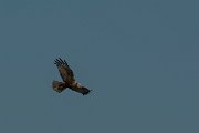 DPPhotography - Mallorca - Marsh harrier - M