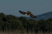 DPPhotography - Mallorca - Marsh harrier - N