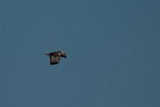 DPPhotography - Mallorca - Marsh harrier - P
