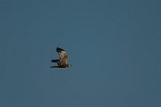 DPPhotography - Mallorca - Marsh harrier - Q