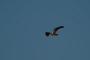 DPPhotography - Mallorca - Marsh harrier - R