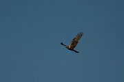 DPPhotography - Mallorca - Marsh harrier - S