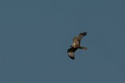 DPPhotography - Mallorca - Marsh harrier - T