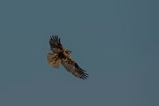DPPhotography - Mallorca - Marsh harrier - Y