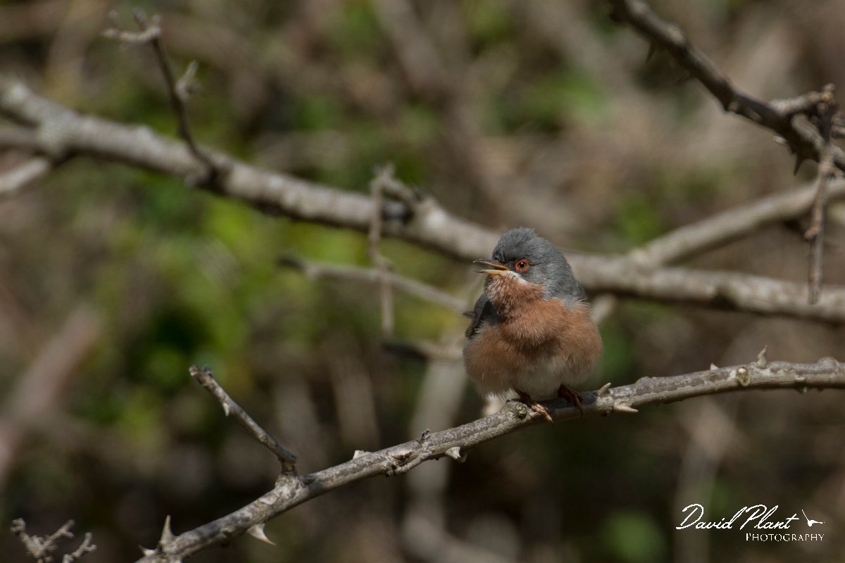 DPPhotography - Mallorca - Moltoni's warbler - A.jpg - Moltoni's warbler - Cuber Reservoir, Mallorca