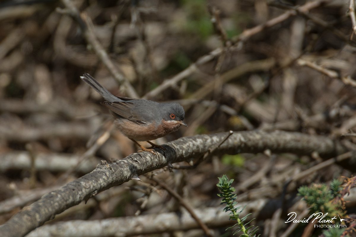 DPPhotography - Mallorca - Moltoni's warbler - B.jpg - Moltoni's warbler - Cuber Reservoir, Mallorca