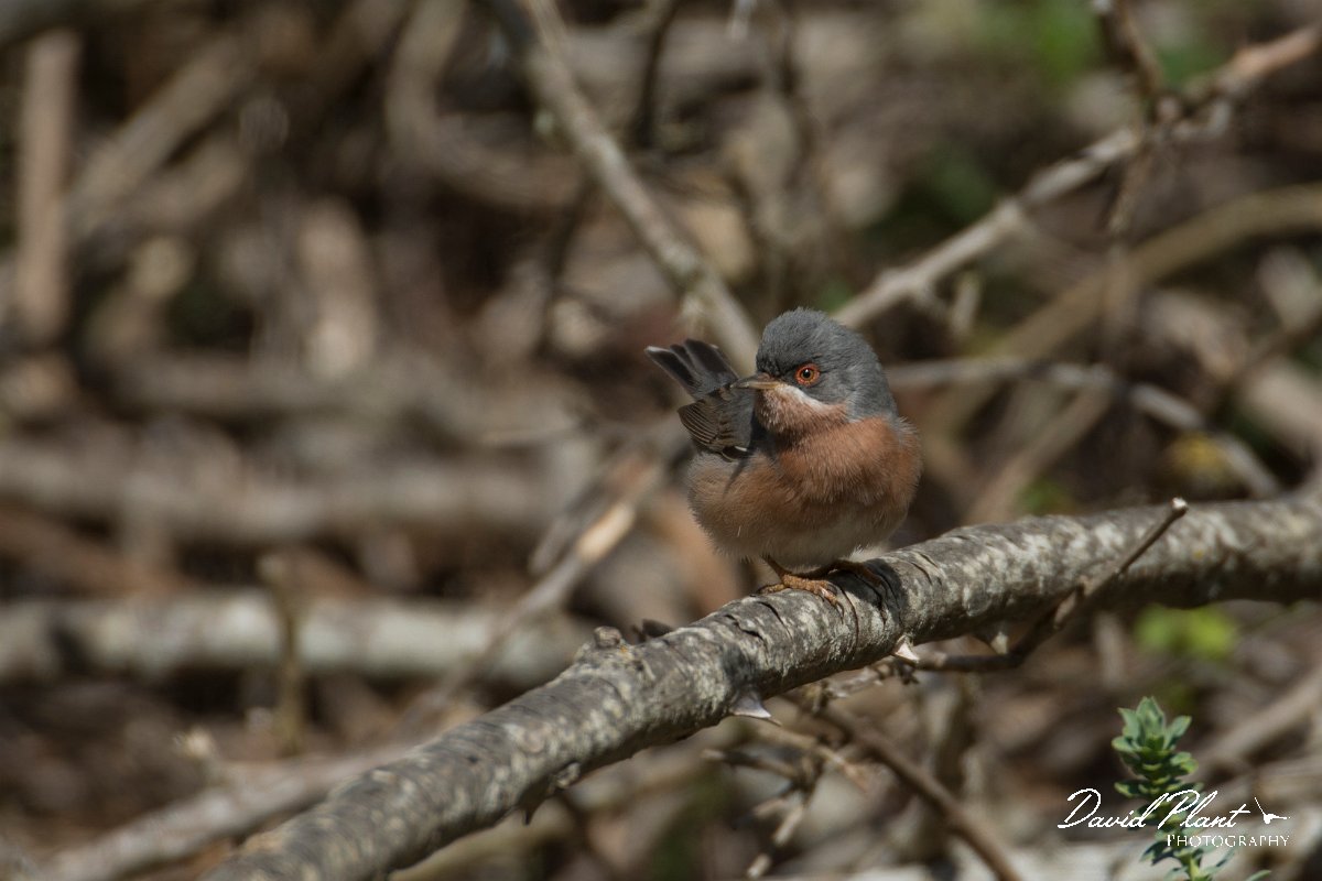 DPPhotography - Mallorca - Moltoni's warbler - C.jpg - Moltoni's warbler - Cuber Reservoir, Mallorca