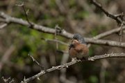 DPPhotography - Mallorca - Moltoni's warbler - A