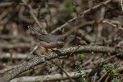 DPPhotography - Mallorca - Moltoni's warbler - B