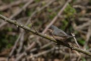 DPPhotography - Mallorca - Moltoni's warbler - D
