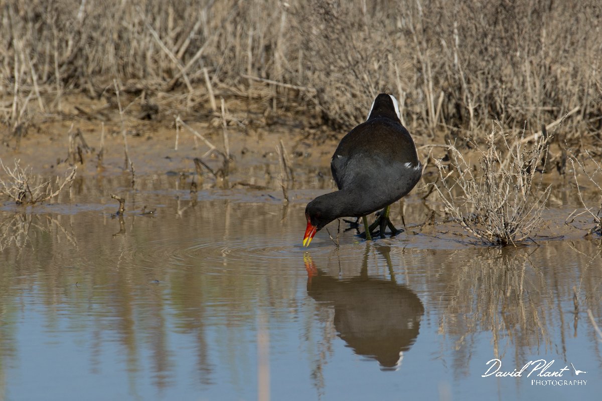 DPPhotography - Mallorca - Moorhen - A.jpg - Moorhen - s'Albufera, Mallorca