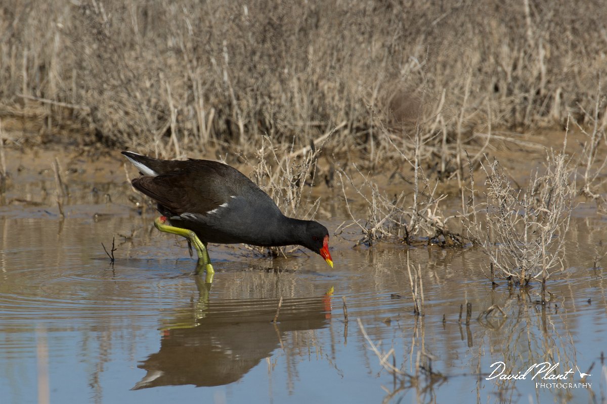DPPhotography - Mallorca - Moorhen - B.jpg - Moorhen - s'Albufera, Mallorca