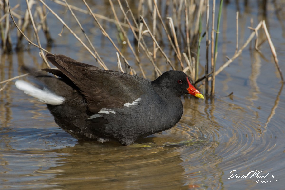 DPPhotography - Mallorca - Moorhen - D.jpg - Moorhen - s'Albufera, Mallorca