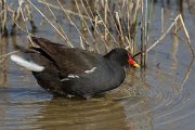 DPPhotography - Mallorca - Moorhen - D