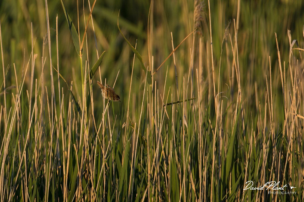 DPPhotography - Mallorca - Moustached warbler - D.jpg - Moustached warbler -  s'Albufera, Mallorca