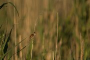 DPPhotography - Mallorca - Moustached warbler - B