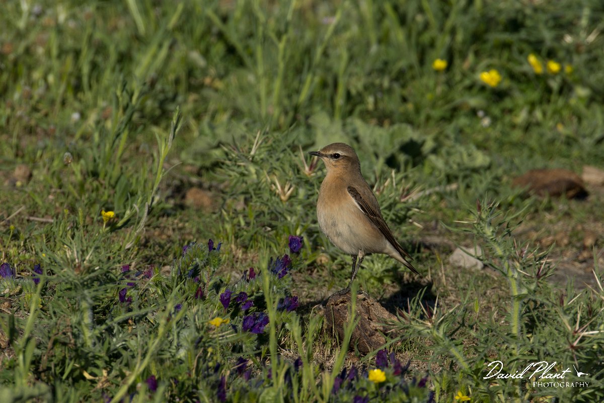 DPPhotography - Mallorca - Northern wheatear - A.jpg - Northern wheatear - s'Albufera, Mallorca