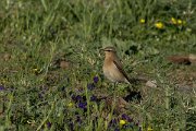 DPPhotography - Mallorca - Northern wheatear - A